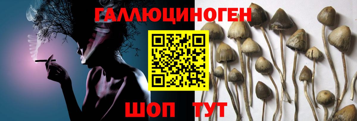 Бердск  Псилоцибиновые грибы ЛСД  Вход с VPN 